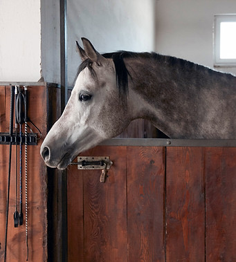 Horse in Stable _edited.jpg