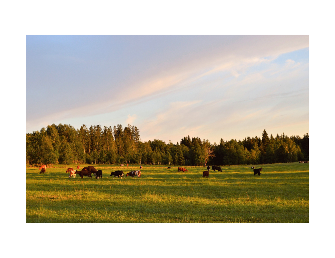 Untitled design (16).png