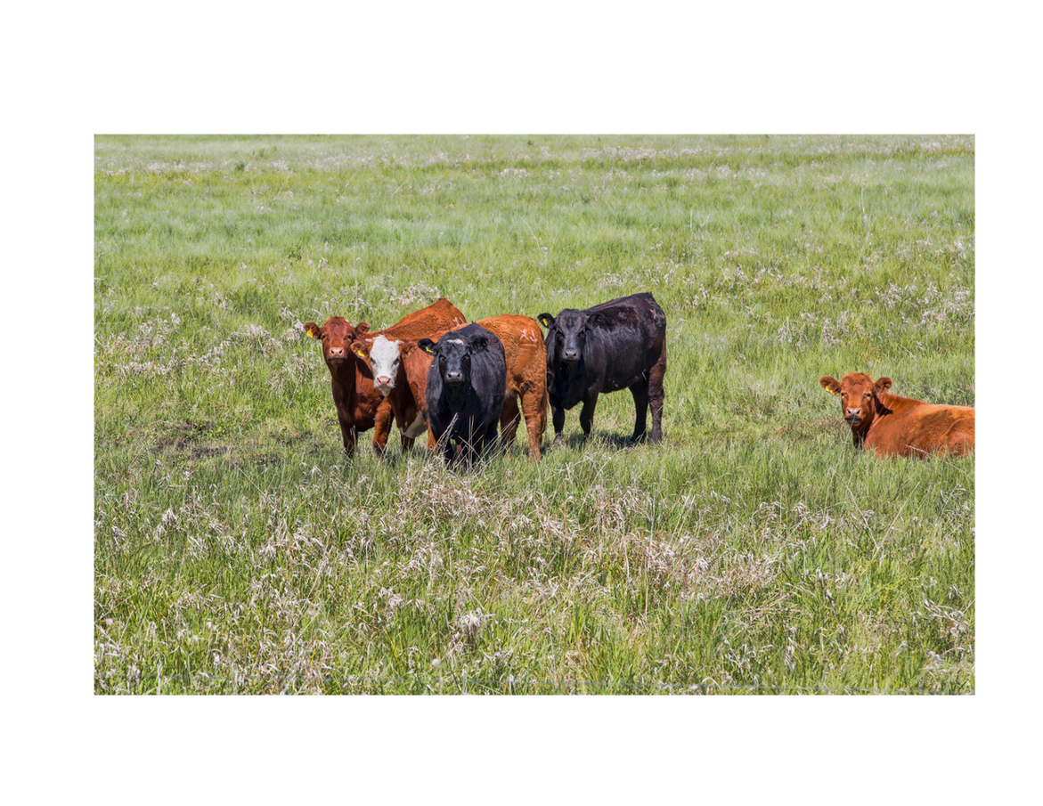 Untitled design (19).png