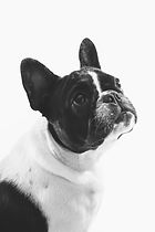 Chien en studio à Wépion Namur - SL studio
