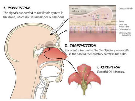How Does Aromatherapy "Work" Exactly?