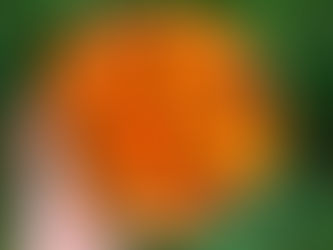 Calendula -- A Brief Introduction to Pot Marigold