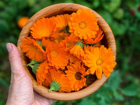 Calendula -- A Brief Introduction to Pot Marigold