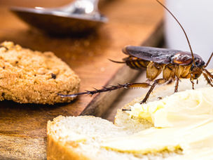 The Impact of Pest Infestations on Your Health and Home