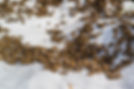 a-swarm-of-bees-crawling-macro-shot-a-colony-of-2024-11-03-00-45-48-utc.jpg
