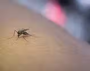 close-up-mosquito-sucking-blood-from-human-arm_1150-1877.avif