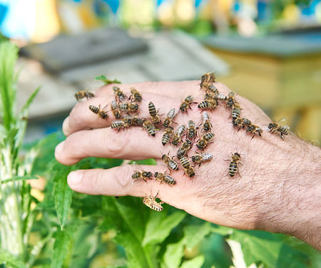 beekeeper-working-in-his-apiary-holding-honeycomb-2025-03-25-08-32-02-utc