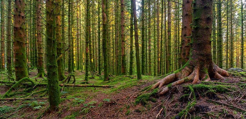 a-mossy-spruce-forest-2026-01-05-00-25-46-utc.jpg