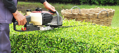 Services - Hedge Trimming.jpg