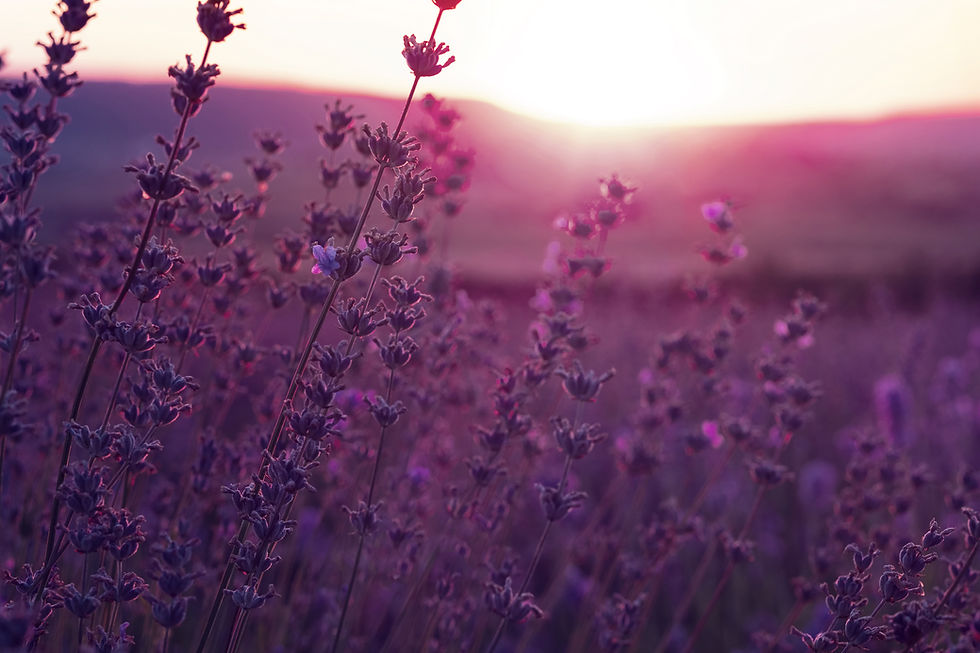 lavender-field-in-the-summer-sunset-time-2025-01-16-11-16-08-utc.jpg
