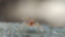 life-ants-their-colonies-nature_976466-439.jpg