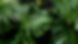 plants.jpeg