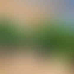 Custom wood pergola over backyard patio