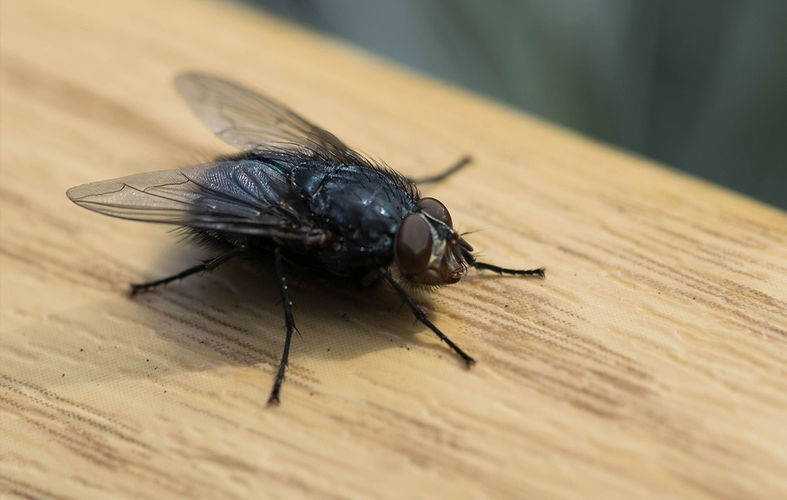 flies.jpg