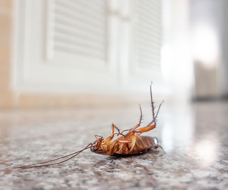 dead-cockroach-on-floor-2025-01-09-09-49-50-utc