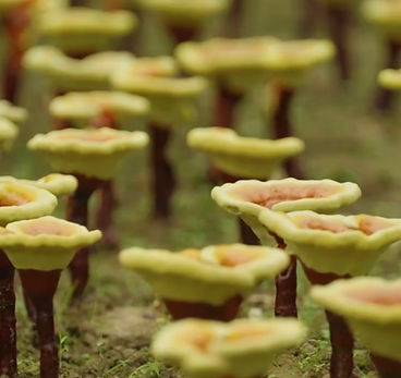 Mushrooms1.jpg