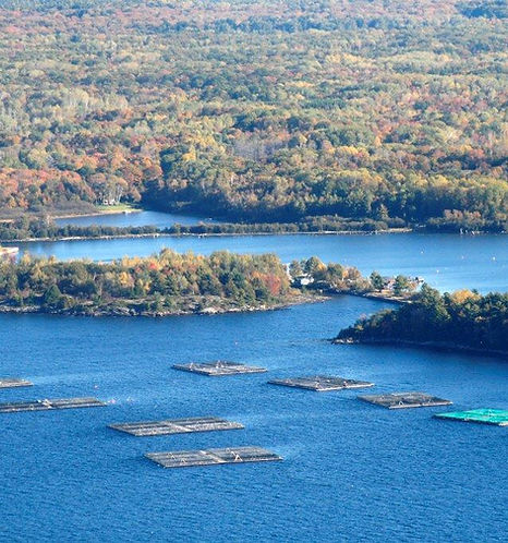 ad aquaculture