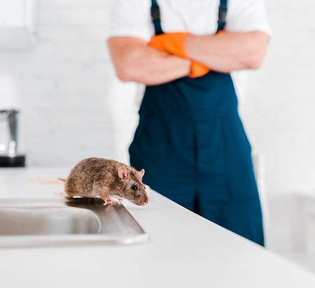 selective-focus-of-small-rat-near-sink-and-man-wit-2024-11-19-18-44-40-utc