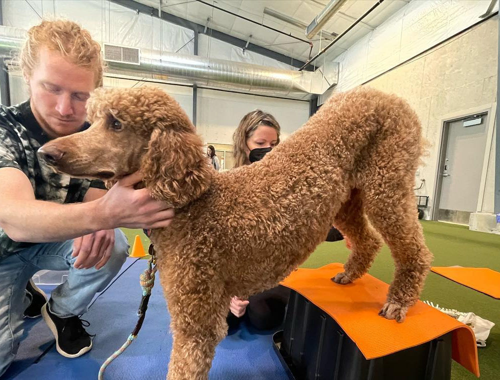 TJ working with a poodle during an in-home session