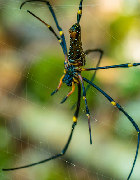 nephila-maculata-on-spider-net-gam-island-west-p-2024-10-14-16-37-08-utc