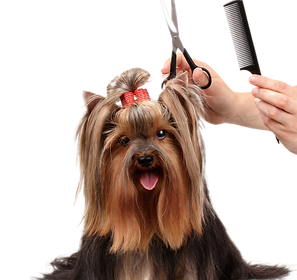 Fancy Paws Mobile Spa