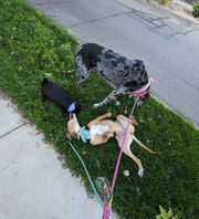 Three dogs on a grassy sidewalk during a walk.