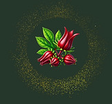 Hibiskus