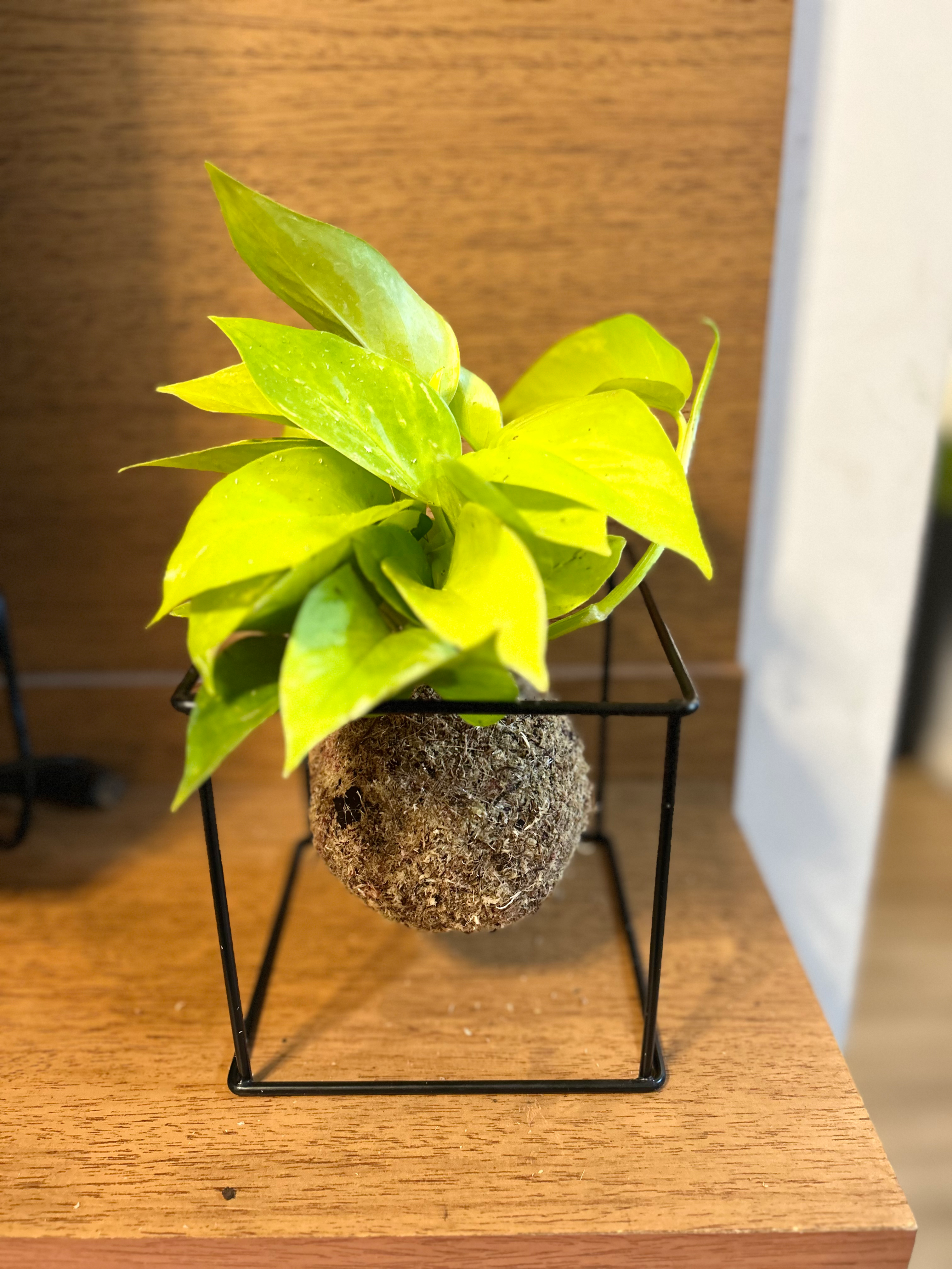 Kokedama de Jiboia Neon