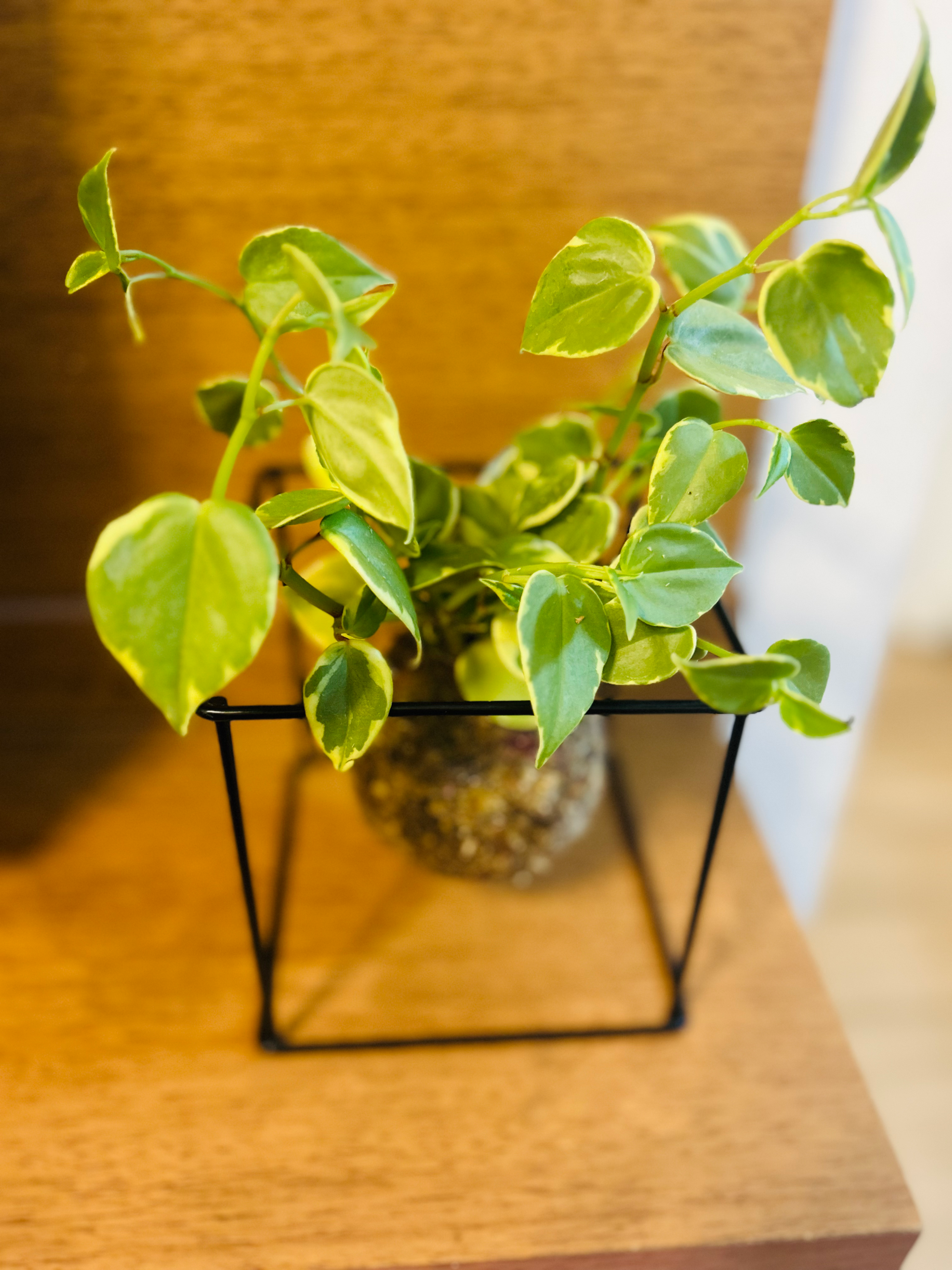 Kokedama de Peperômia Filodendro