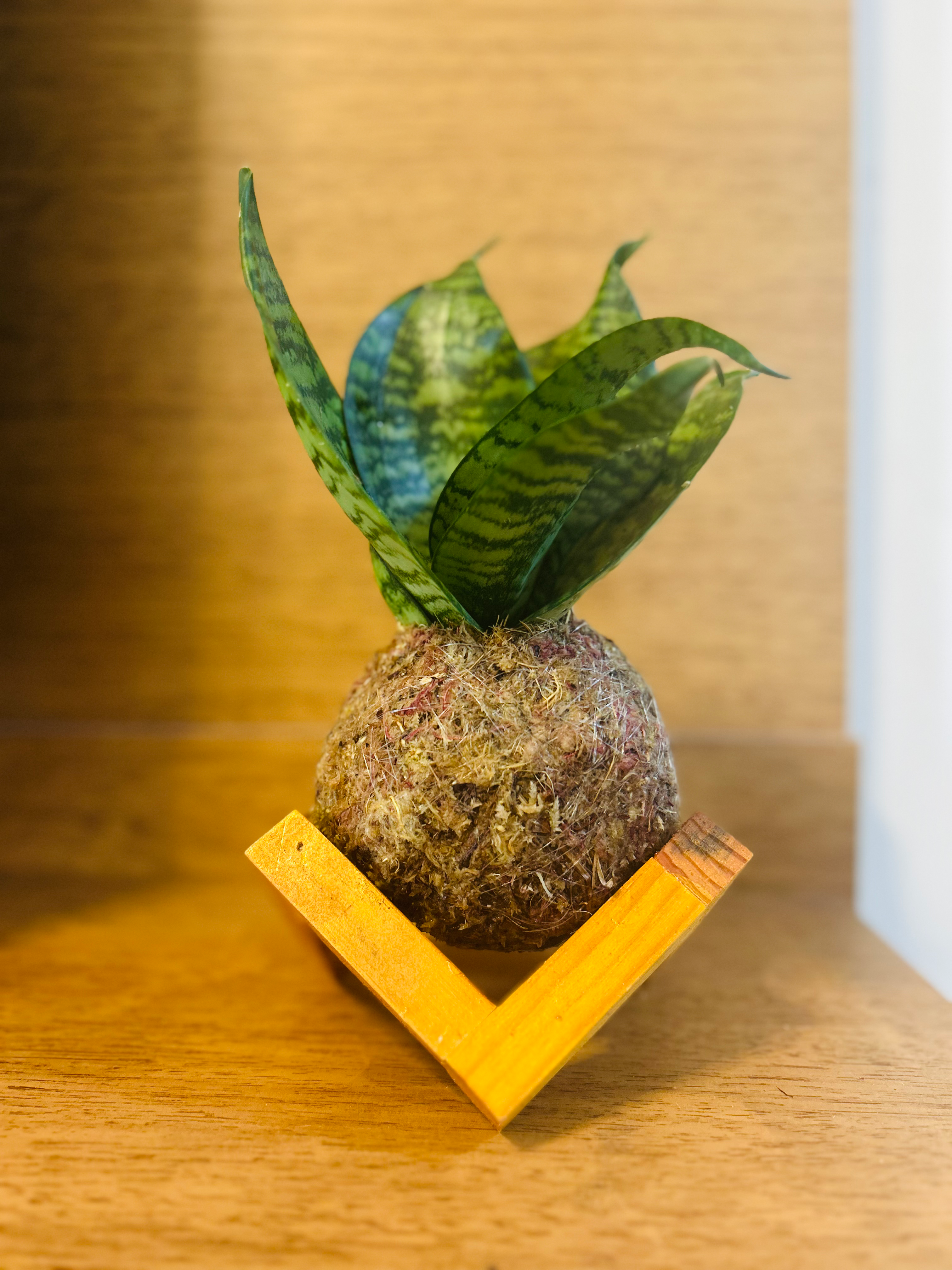 Kokedama de Mini Espada de São Jorge