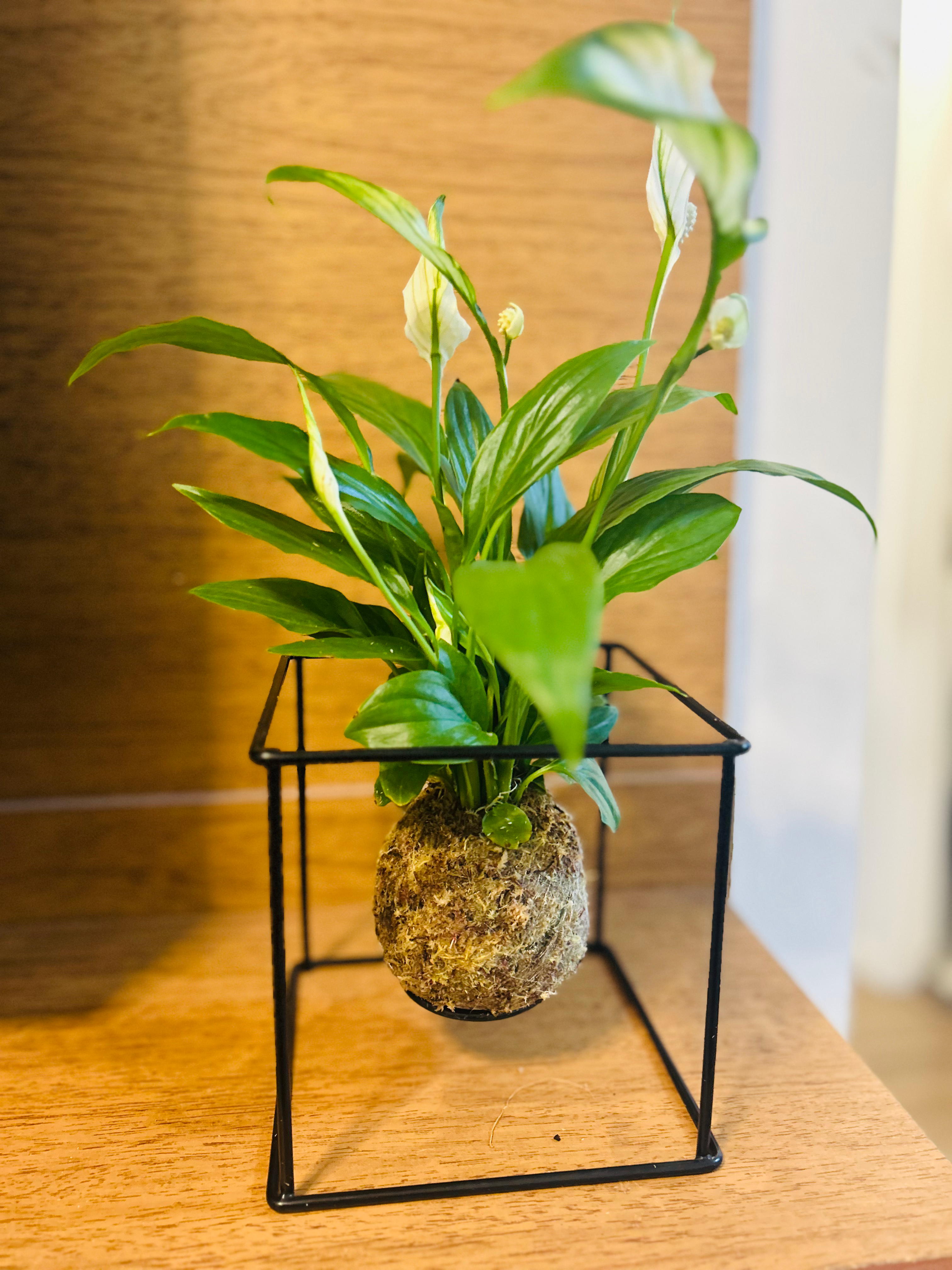 Kokedama de Lírio-da-paz