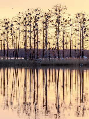 Trees reflected in still water at sunset, creating a calm mirrored scene.