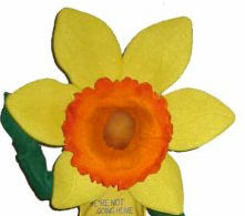 Daffodil