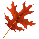 scarlet-oak-red-leaf-clipart-lg.png