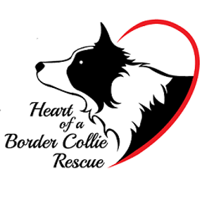 Heart of a Border Collie Rescue logo