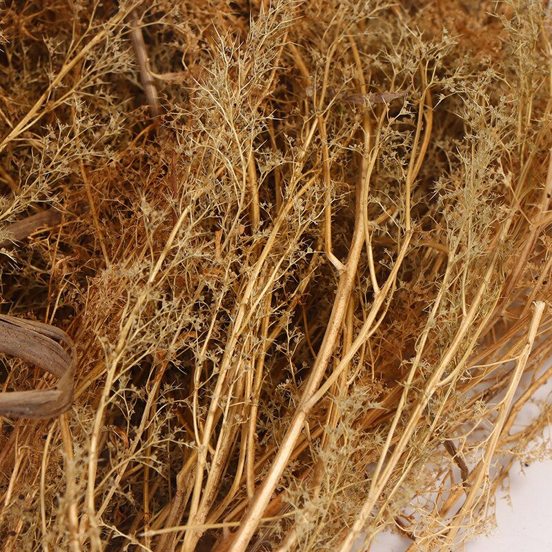 Thumbnail: TREE BRANCHES