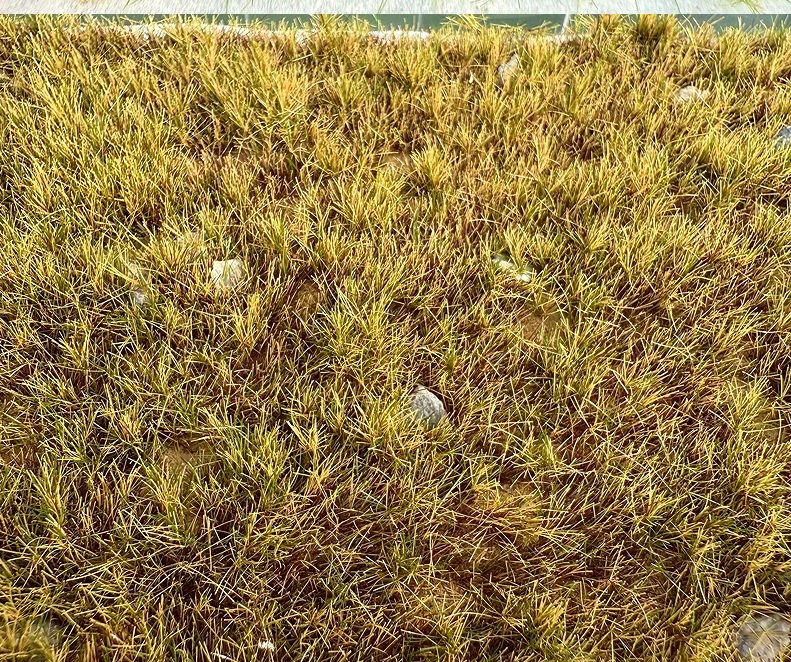 Thumbnail: GRASS TURF 15 X 11cm WINTER