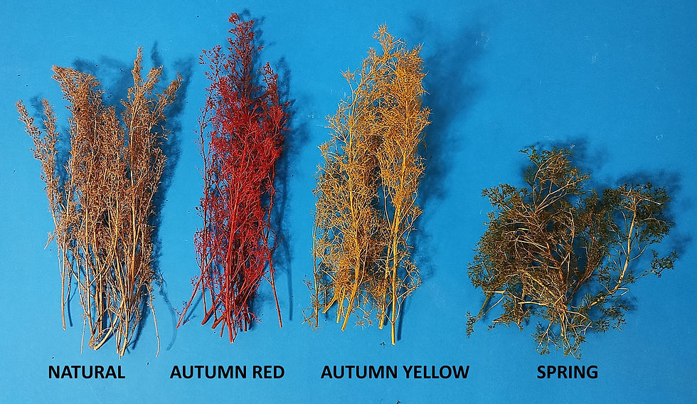 Thumbnail: TREE BRANCHES AUTUMN RED