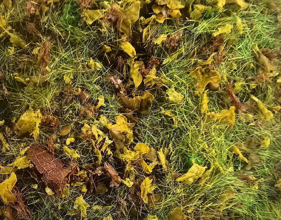Thumbnail: FOREST FLOOR MIX