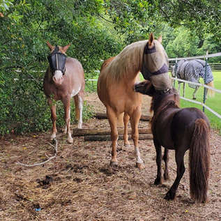 Barn and pasture self guided tour to meet the horses: free for guests,