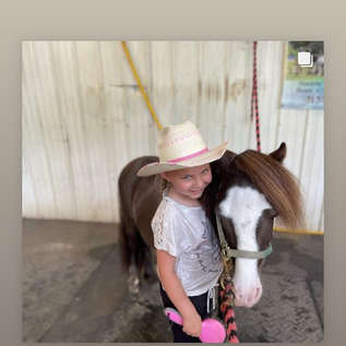 Horse Mane/ Tail Braiding