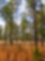Crider Foods Property Forest