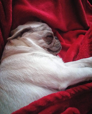 Nigel Asleep.jpg