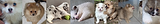 collage-chiens.png