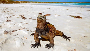 South-America-Galapagos-ExploringShores.jpeg