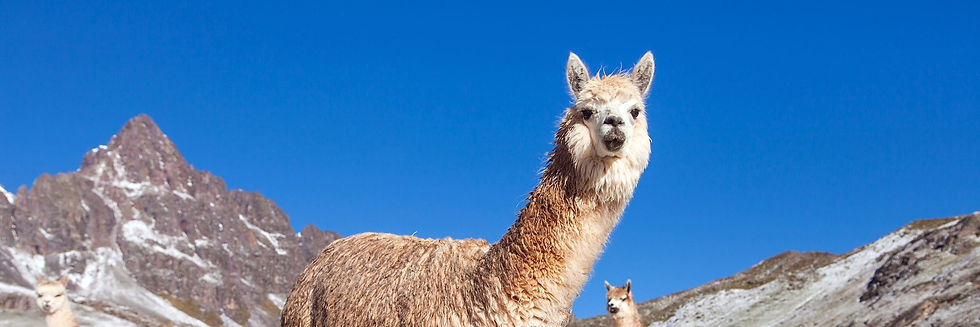 Peru - llama.jpeg