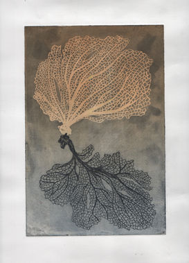 sea fan.jpg