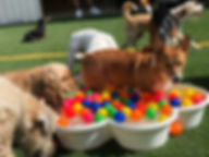 Small dog fun.jpeg