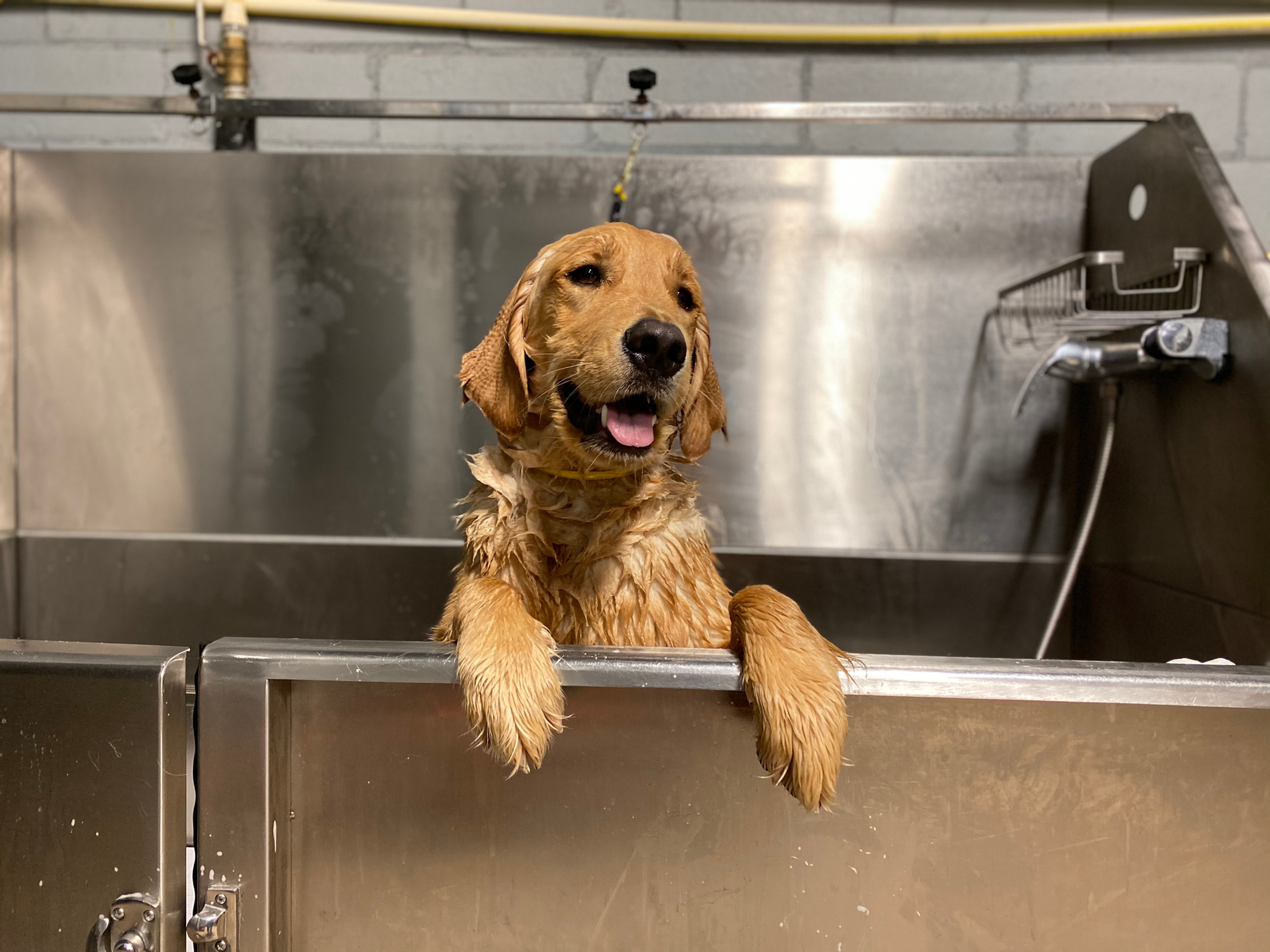 houston bark park maxie