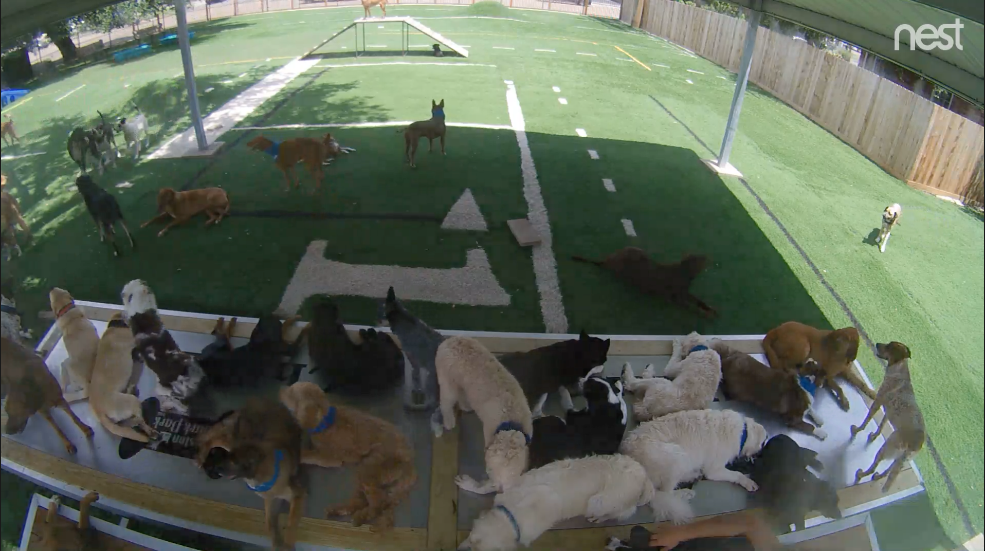 houston bark park maxie